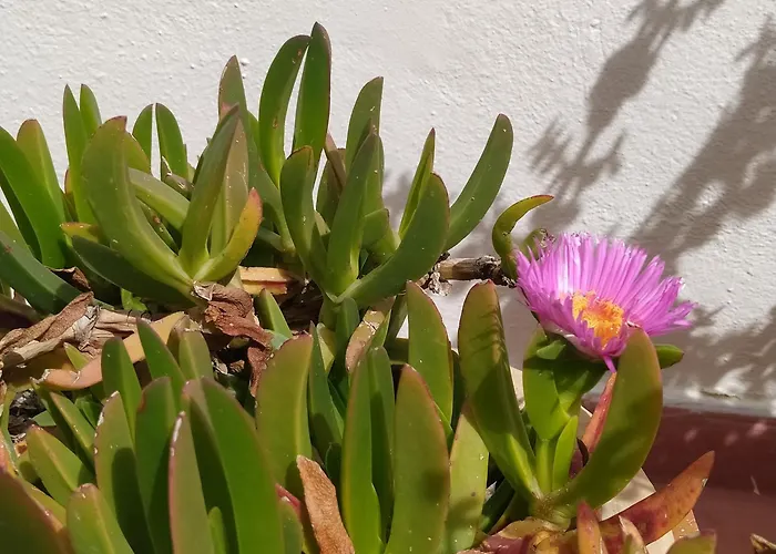 Daire Asia Ermoupoli