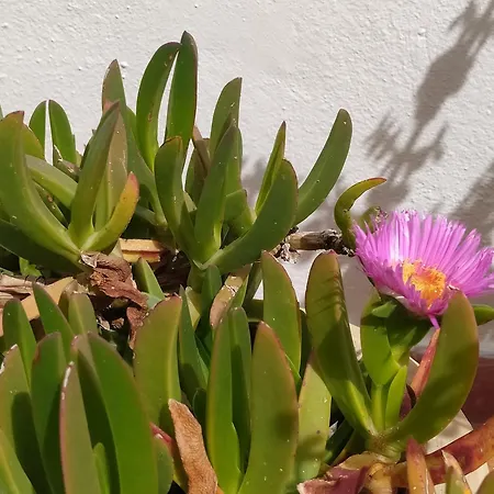 Appartement Asia Ermoúpoli